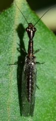 Harraphidia laufferi