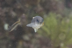 Trachinops caudimaculatus