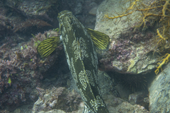 Aplodactylus arctidens