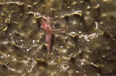 Rhynchocinetes serratus