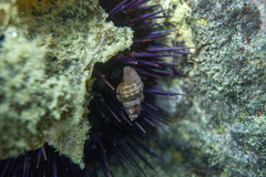 Cymatiella