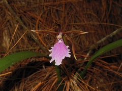 Rhynchostele stellata