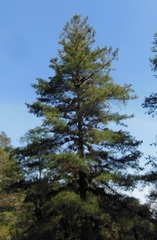 Pinus ayacahuite