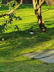 Haematopus ostralegus