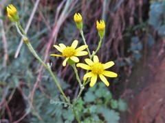 Cineraria lyratiformis
