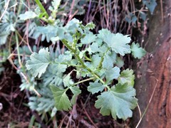 Cineraria lyratiformis