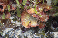 Sonderophycus capensis