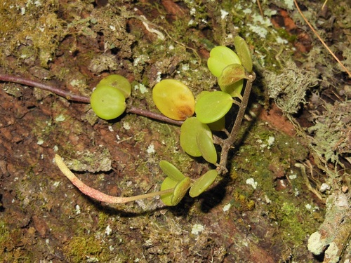 Peperomia berlandieri (Peperomia berlandieri)