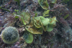 Dictyosphaeria sericea