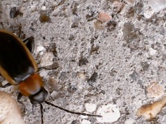 Longitarsus dorsalis