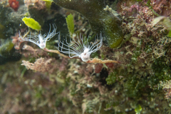 Tubulariidae