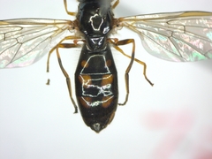 Melanostoma scalare