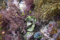 Dictyosphaeria sericea