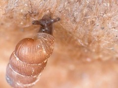 Truncatellina callicratis