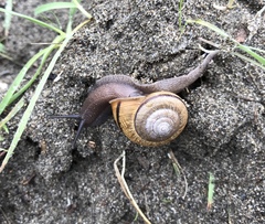 Helminthoglypta stiversiana