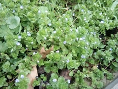 Veronica persica