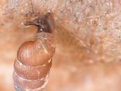 Truncatellina callicratis