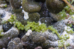 Caulerpa geminata