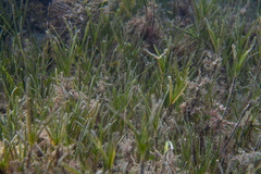 Zostera nigricaulis