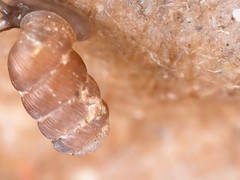 Truncatellina callicratis