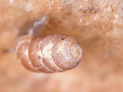 Truncatellina callicratis