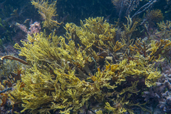 Xiphophora chondrophylla