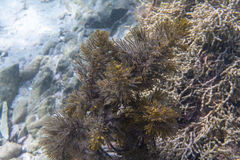 Caulocystis cephalornithos