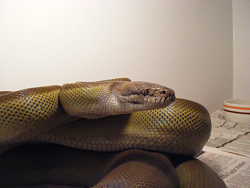 Papuan Olive Python - Photo (c) Momofelit, some rights reserved (CC BY-SA)
