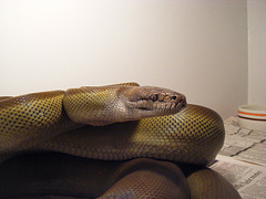 Papuan Olive Python photo 3