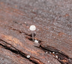 Mycena piringa