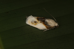 Antaeotricha ribbei