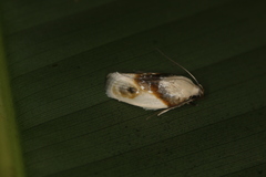 Antaeotricha ribbei