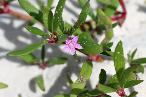 sea purslane