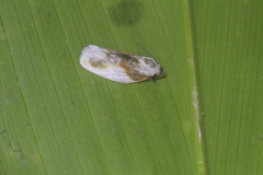 Antaeotricha ribbei
