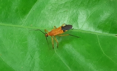Cutocoris gilvus