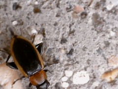 Longitarsus dorsalis