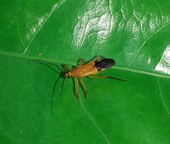Cutocoris gilvus