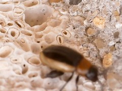 Longitarsus dorsalis