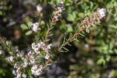 Leucopogon collinus
