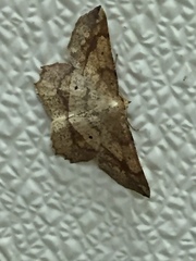 Euchlaena deplanaria