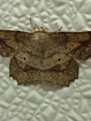 Euchlaena deplanaria