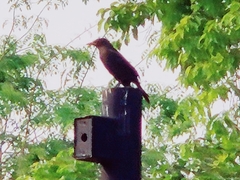 Turdus mandarinus