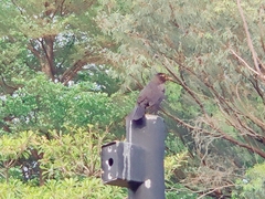 Turdus mandarinus