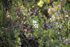 Leptospermum glaucescens