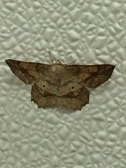 Euchlaena deplanaria