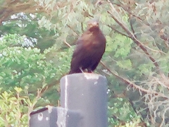 Turdus mandarinus