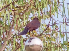 Turdus mandarinus