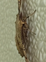 Euchlaena deplanaria