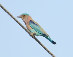 Coracias benghalensis
