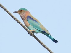 Coracias benghalensis
